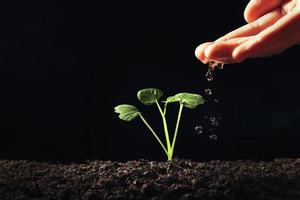 hand jonge plant in de tuin water geven foto