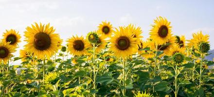 Zonnebloem met zonneschijn in de tuin foto