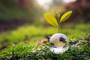 glazen bol bal met boom groeien en groene natuur achtergrond wazig. eco aarde dag concept foto