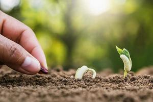 hand aanplant spruit in tuin met zonneschijn foto