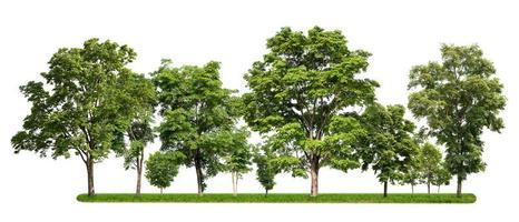 groep van boom met groen gras isoleren op witte achtergrond foto