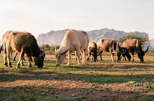 Thaise buffels die gras eten op de boerderij met zonsondergang en bergachtergrond foto