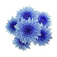 blauwe bloemenchrysant. tuin bloem. witte geïsoleerde achtergrond met uitknippad. foto