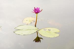 lotus in vele kleuren en mooi in vijvers. foto