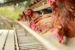 kippen in kooi op boerderij, kip eten in boskooi op boerderij. foto