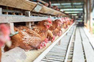 kippen in kooi op boerderij, kip eten in boskooi op boerderij. foto