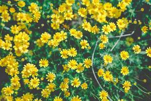 mooie gele madeliefjebloemen, thymophylla tenuiloba, lenteachtergrond foto