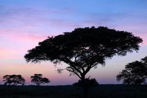 zonsopgang bij Murchison Falls National Park, Oeganda foto