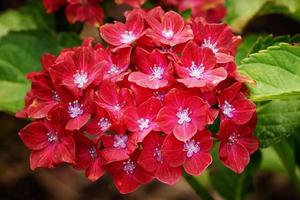 penny mac, hortensia macrophylla foto