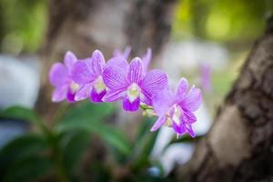 orchideeën, orchideeën paars, orchideeën paars wordt beschouwd als de koningin van bloemen in thailand foto