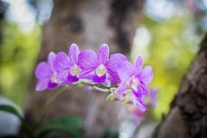 orchideeën, orchideeën paars, orchideeën paars wordt beschouwd als de koningin van bloemen in thailand foto