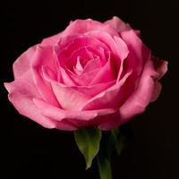 roze roos geïsoleerd op zwart. symbolisch voor liefde en mededogen foto