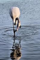 uitzicht op een flamingo in het water foto