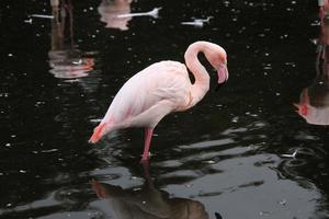 uitzicht op een flamingo in het water foto