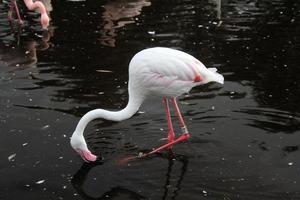 uitzicht op een flamingo in het water foto