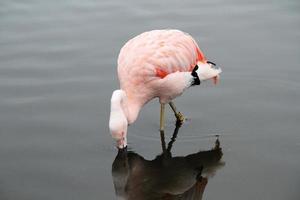 uitzicht op een flamingo foto