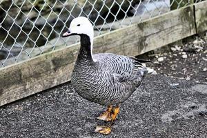 een close up van een keizerlijke gans foto