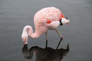 uitzicht op een flamingo in het water foto