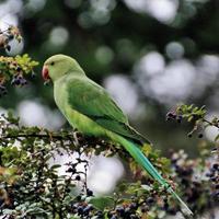 een close up van een groene ringhalsparkiet foto