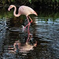 uitzicht op een flamingo foto