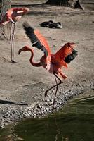 uitzicht op een flamingo foto