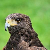 een close up van een harris hawk foto