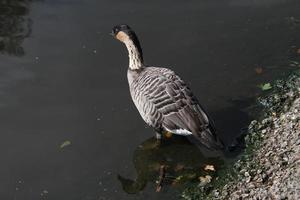 een close-up van een Hawaiiaanse gans foto