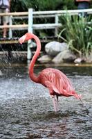 uitzicht op een flamingo foto