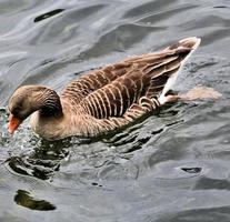 een close up van een grauwe gans foto