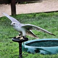 een close up van een gyr falcon foto