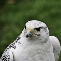 een close up van een gyr falcon foto