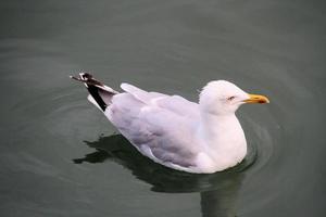 een zicht op een zilvermeeuw in de buurt van de zee foto