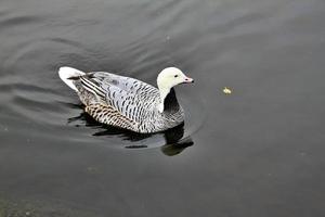 een close up van een keizerlijke gans foto