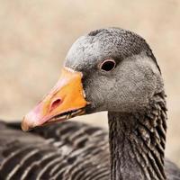 een close up van een grauwe gans foto