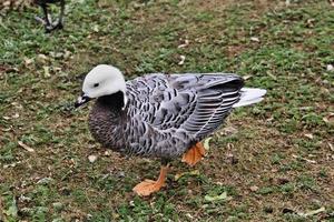 een close up van een keizerlijke gans foto