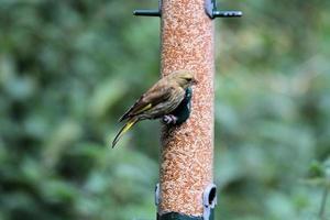 een groenling op een vogelvoeder foto