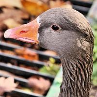 een close up van een grauwe gans foto