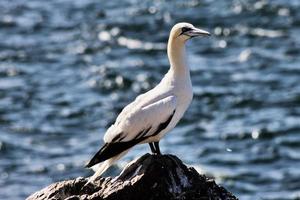 een close-up van een jan-van-gent op basrock in Schotland foto