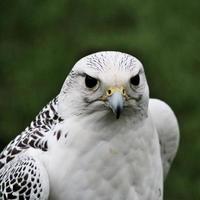 een close up van een gyr falcon foto