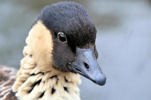 een close-up van een Hawaiiaanse gans foto