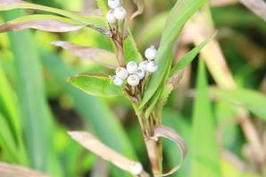 White Job's Tears' zaden en bladeren. foto