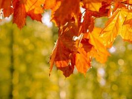 herfst abstracte achtergrond van felgele en rode bladeren foto