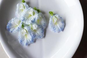 witte vlinder erwt bloem met blauwe stippen op een witte achtergrond, Aziatische eetbare bloem. foto