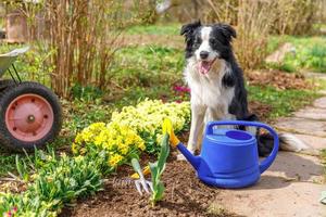 outdoor portret van schattige hond border collie met gieter op tuin achtergrond. grappige puppyhond als tuinman die gieter voor irrigatie haalt. tuinieren en landbouw concept. foto