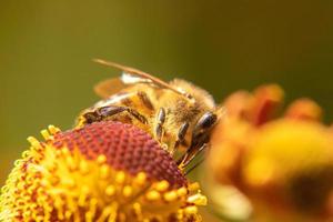 honingbij bedekt met geel stuifmeel drinken nectar, bestuivende bloem. inspirerende natuurlijke bloemen lente of zomer bloeiende tuin achtergrond. leven van insecten, extreme macro close-up selectieve focus foto