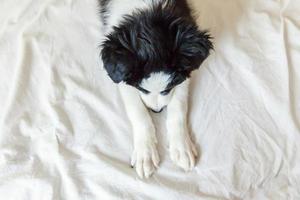 grappig portret van schattige lachende puppy hondje border collie in bed thuis foto