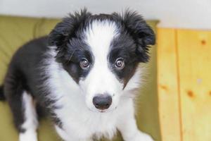 grappig portret van schattige lachende puppy hondje border collie thuis foto
