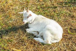schattige jonge baby geit ontspannen in ranch boerderij in zomerdag. binnenlandse geiten grazen in de wei en kauwen, landelijke achtergrond. geit in natuurlijke eco-boerderij die groeit om melk en kaas te geven. foto