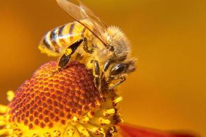 honingbij bedekt met geel stuifmeel drinken nectar, bestuivende bloem. inspirerende natuurlijke bloemen lente of zomer bloeiende tuin achtergrond. leven van insecten, extreme macro close-up selectieve focus foto