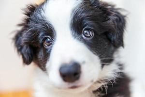 grappige studio portret van schattige smilling puppy hondje border collie op witte achtergrond